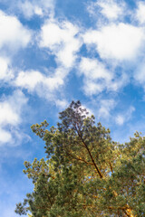 Tall tree and clouds in the sky.