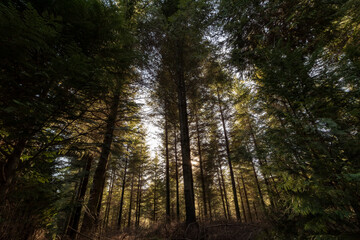 Fototapeta na wymiar pine forest in the mountains of the basque country