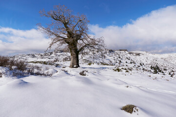 Gall oaks or mountain oaks (Quercus Faginea) in the Sierra de las Nieves National Park in Malaga. Spain.