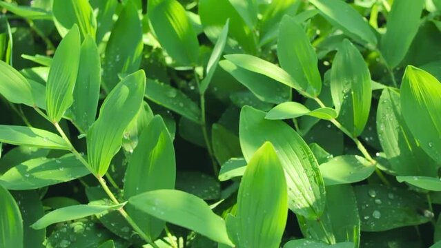 Bright decorative floral wet greenery with water drops, watering of wild lush foliage Polygonatum or Solomon's Seal in summer forest or spring garden, closeup refreshing natural green backdrop