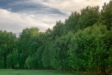 Green forest, glade and blue clouds.