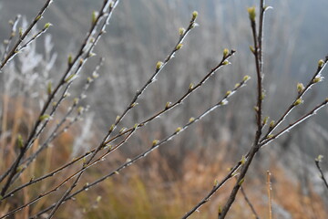 branches of a tree