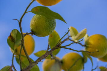 Oranges hanging from an orange tree against a blue sky