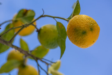 Oranges hanging from an orange tree close up