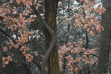 tree in autumn