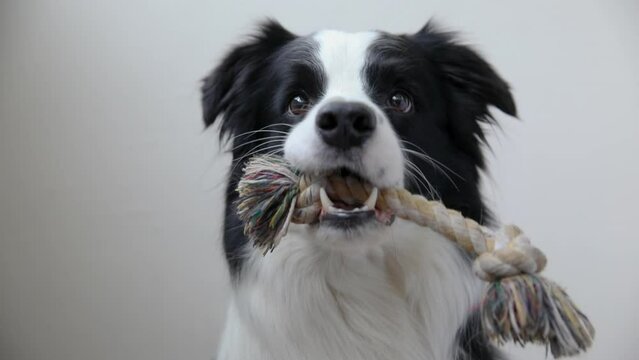 Pet activity. Funny puppy dog border collie holding colourful rope toy in mouth on white background. Owner hand playing with purebred pet dog at home. Love for pets friendship support team concept