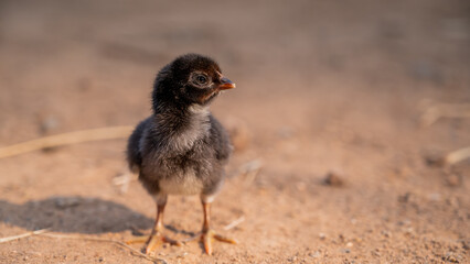 Hen. Indian breed (nattu koli) new hen. new small chicken and egg.