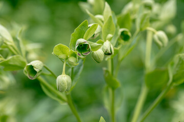Helleborus foetidus grows and blooms in the garden in spring