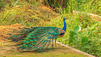 Exhibition of colorful feathers by peacock