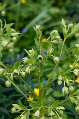 Helleborus foetidus grows and blooms in the garden in spring
