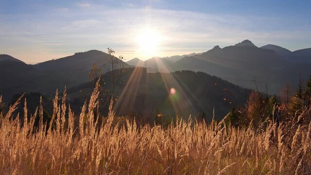 Dry grass in golden light, the rays of the sun illuminate the grass. Mountain Carpathian landscape 4K