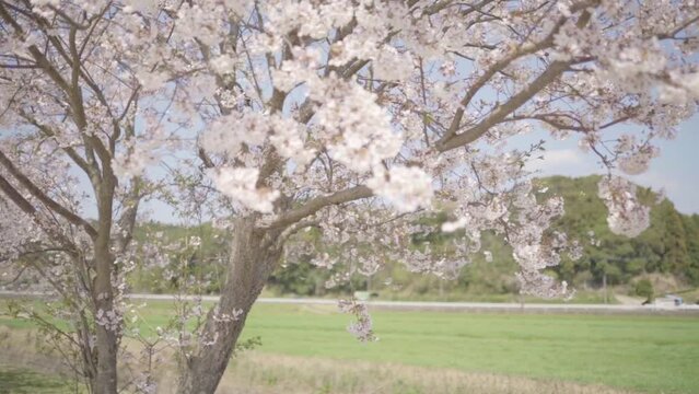 桜のイメージ映像（ナチュラル）