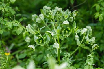 Fototapeta na wymiar Helleborus foetidus grows and blooms in the garden in spring