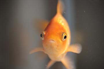 水槽を泳ぐ金魚、正面