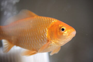 水槽を泳ぐ金魚、横向き