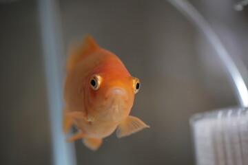 水槽を泳ぐ金魚、正面