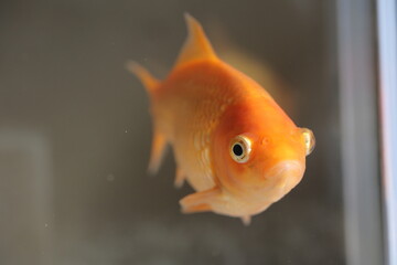 水槽を泳ぐ金魚、正面