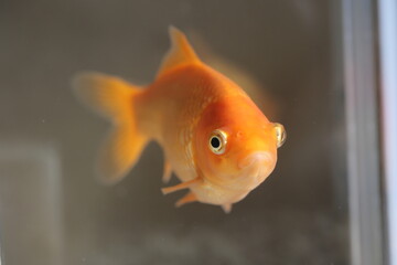 水槽を泳ぐ金魚、正面