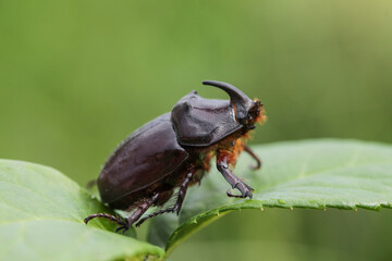 Side view of European Rhinoceros Beetle. Beautiful Oryctes Nasicornis on green leaf