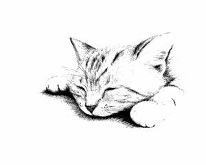 Portrait of a cat, vector illustration of a sketch 