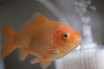 水槽を泳ぐ金魚、横向き