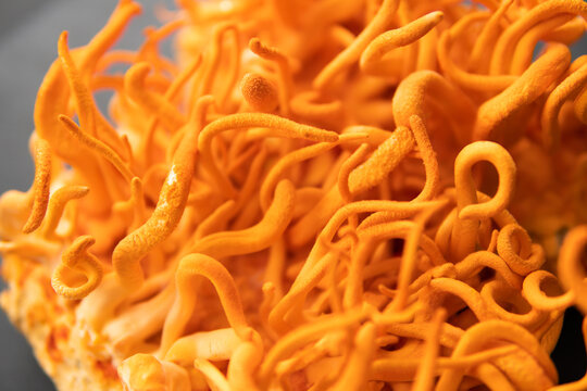 Cordyceps Treatment with Adenosine. Cordycepin Using . Fresh Cordyceps Cordycepin .