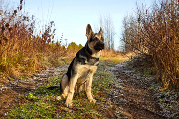 Young Dog German Shepherd in an autumn day. Puppy in yellow landscape