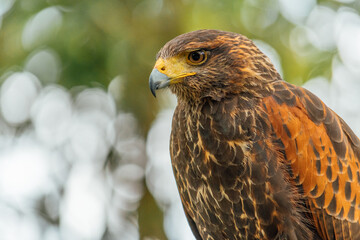 Profile portrait of a brown eagle with yellow beak in the forest