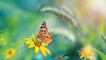 Fototapeta na wymiar Orange butterfly on a yellow flower on a green-blue background in the garden. Summer fairyland.