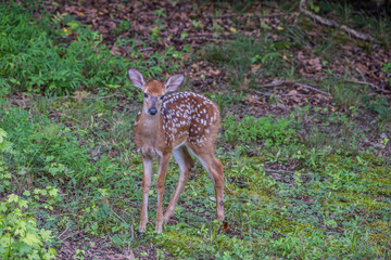 Fawn in the woodlands closeup
