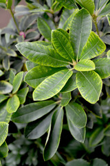 Yellows on rhododendron leaves (Rhododendron L.). Non-infectious chlorosis