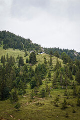 Hillside with trees and green grass