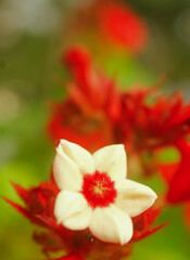 Red Flower Macro