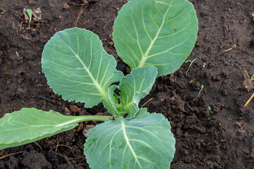 Cabbage. Kohlrabi.