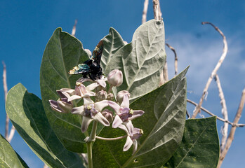 flower and butterfly