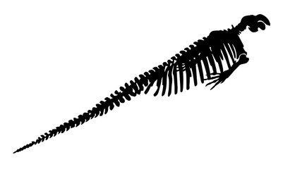 silhouette of steller's sea cow skeleton