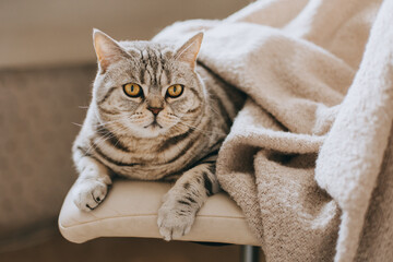 Portrait of a funny cat (Scottish Straight breed) sitting in a chair.