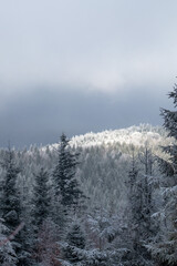 Fototapeta na wymiar Snowy winter in the mountains