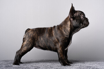 Female Puppy of French Bulldog standing. Side stand view