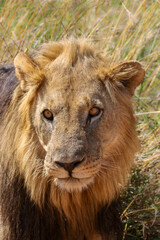 Lion, Pilanesberg National Park