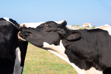 Lovely dairy cow, licking another one of them with its tongue. Concept of nature.