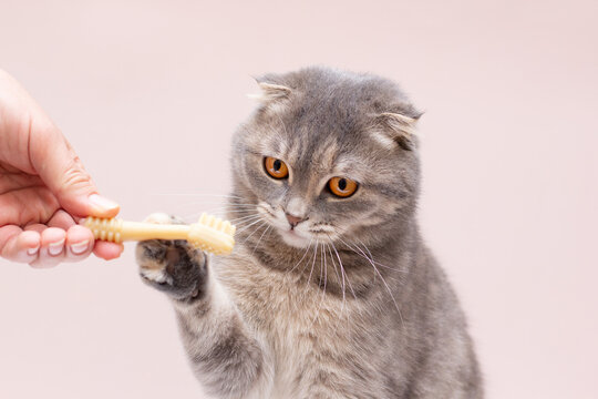 hand feed scottish fold cat on background brush teeth cat clean teeth