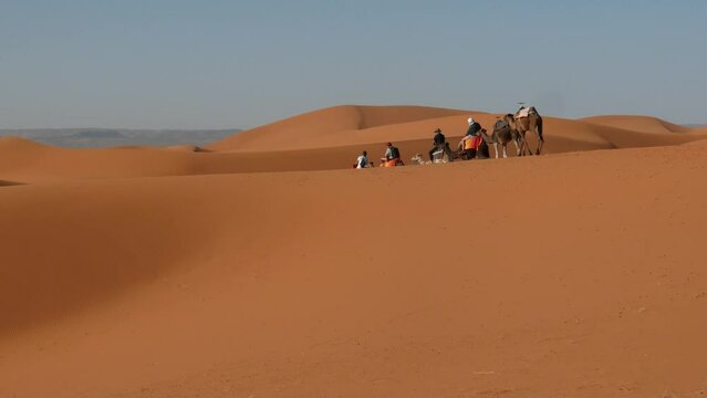 Camel caravan crossing the dunes in the desert of Merzouga.