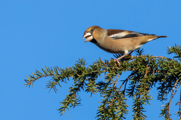 Female Hawfinch