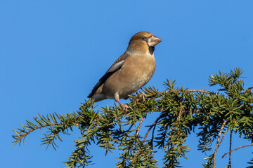 Female Hawfinch