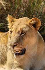 Obraz na płótnie Canvas Lion, Pilanesberg National Park
