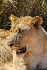 Lion, Pilanesberg National Park
