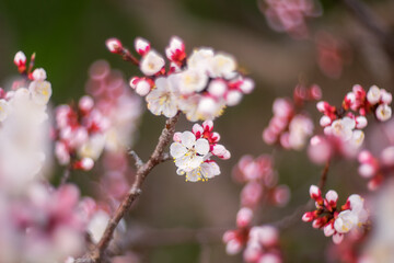 A branch with a apricot blossom. In the spring, apricot trees bloom in the garden. Spring background.