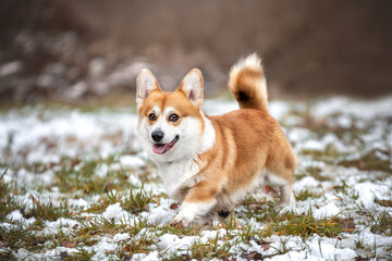 corgi  in the snow