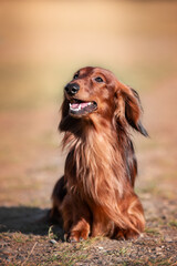 portrait of a dachshund